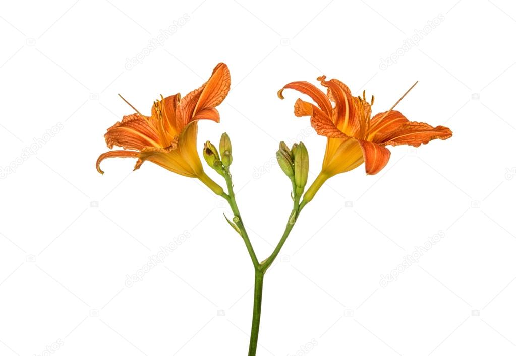 alaston tyttö porno Galleria