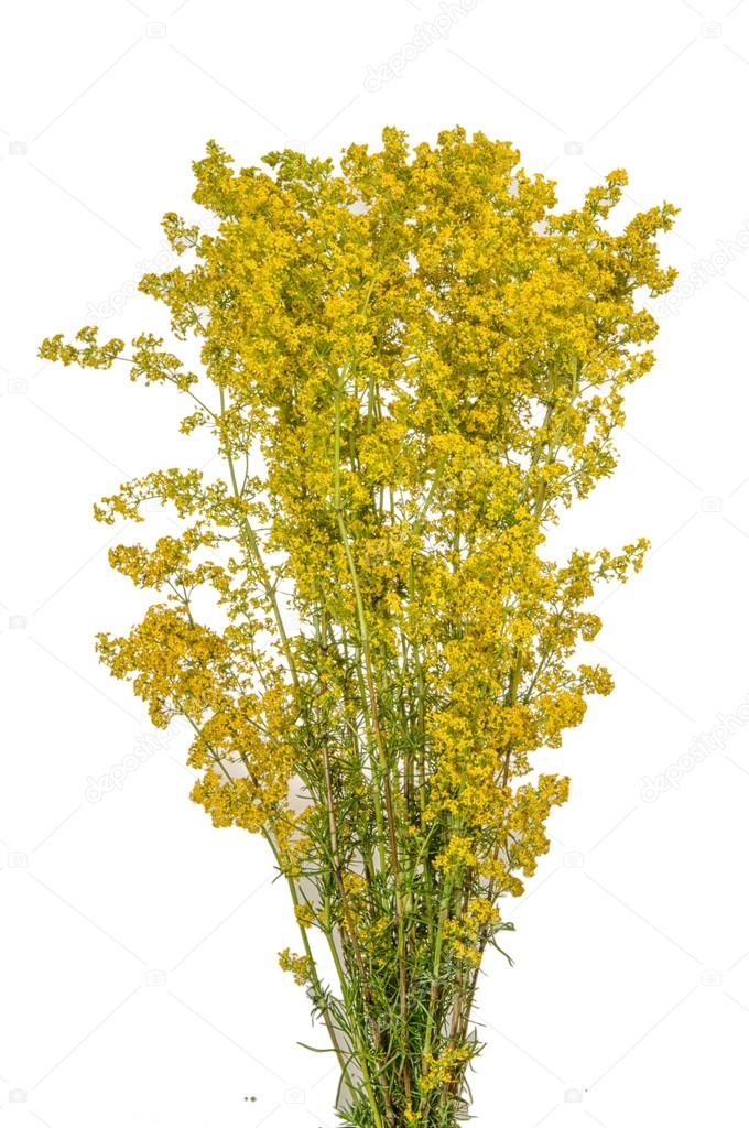 Yellow Bedstraw 