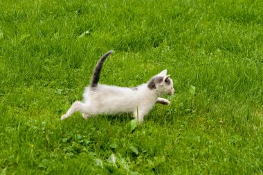 Çimlerdeki kedi yavrusu