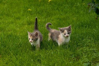 Çimlerdeki kedi yavrusu