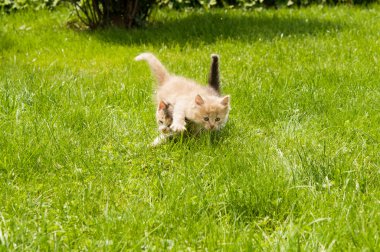 Çimlerdeki kedi yavrusu