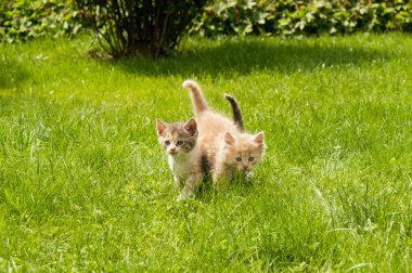 Çimlerdeki kedi yavrusu