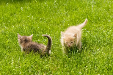 Çimlerdeki kedi yavrusu