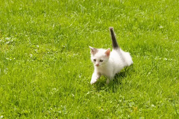 Kattunge i gräset — Stockfoto