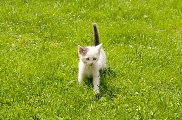 Kitten in the  grass — Stock Photo, Image