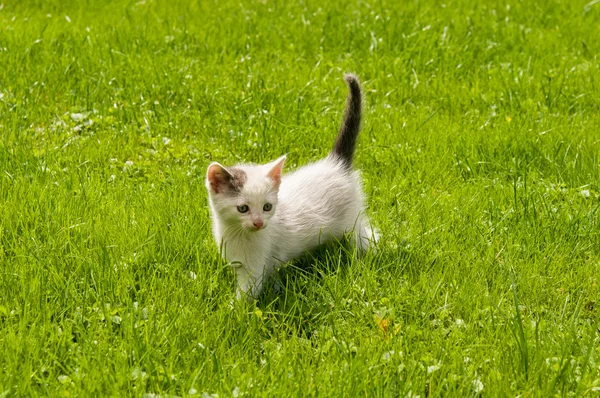 Kitten in the  grass — Stock Photo, Image