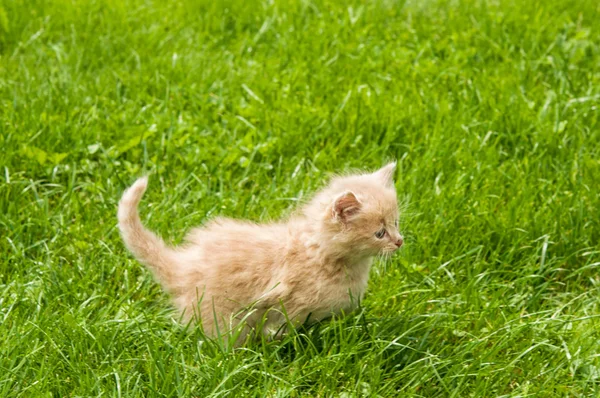 Kattunge i gräset — Stockfoto