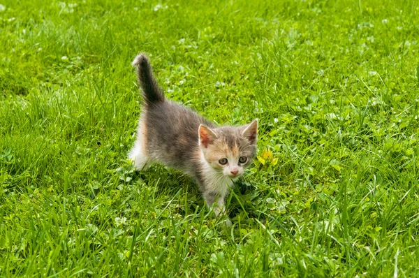 Kitten in the  grass — Stock Photo, Image