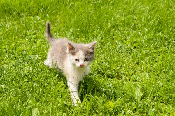 Kitten in the  grass — Stock Photo, Image