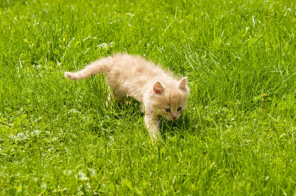 Kattunge i gräset — Stockfoto