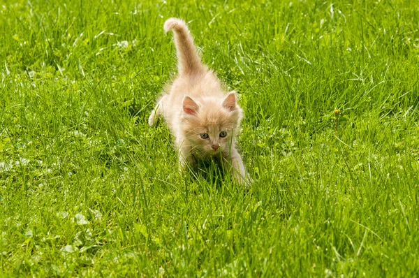 Kattunge i gräset — Stockfoto