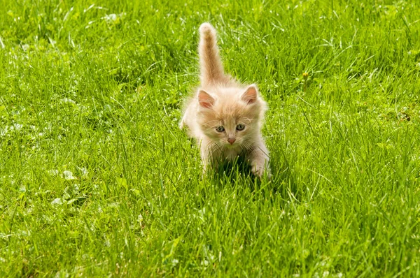 Kattunge i gräset — Stockfoto