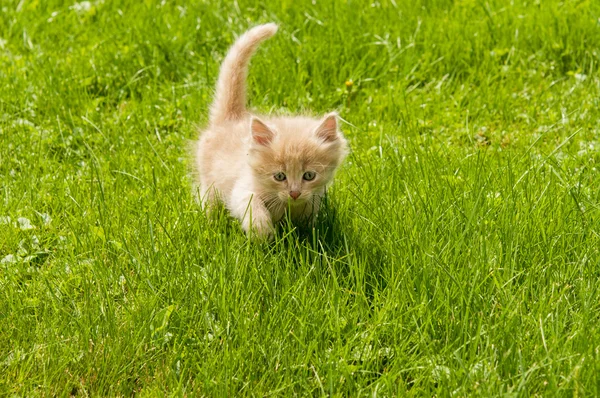 Kattunge i gräset — Stockfoto