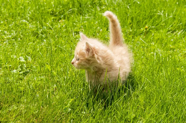 Kitten in the  grass — Stock Photo, Image