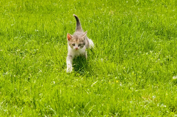 Kitten in the  grass — Stock Photo, Image