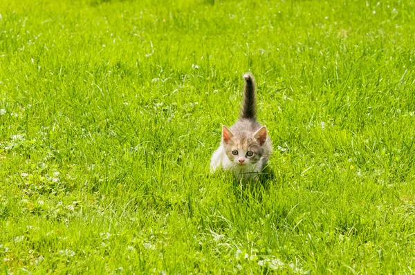 Kitten in the  grass — Stock Photo, Image