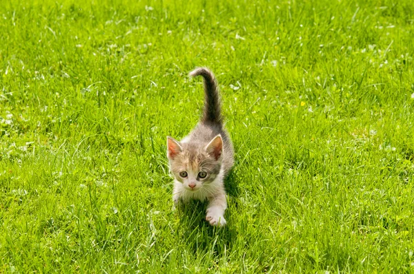 Kattunge i gräset — Stockfoto