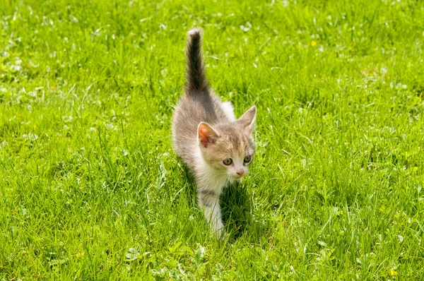 Kitten in the  grass — Stock Photo, Image