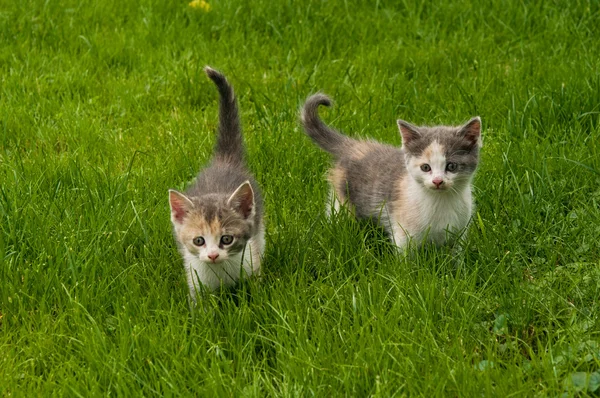 猫在草丛中 — 图库照片