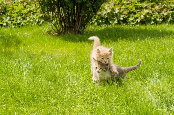 풀밭에 있는 새끼 고양이 — 스톡 사진