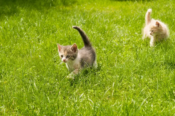 Kitten in the  grass — Stock Photo, Image