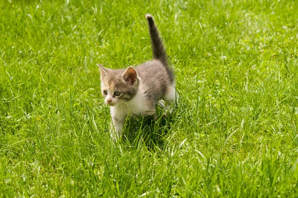 Kattunge i gräset — Stockfoto