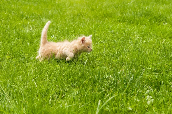 Кошеня в траві — стокове фото