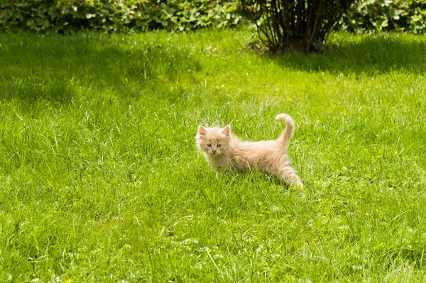 Gattino nell'erba — Foto Stock