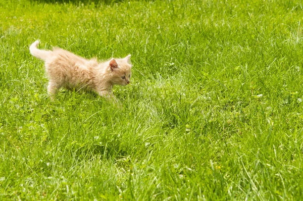 Kattunge i gräset — Stockfoto