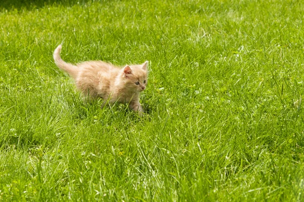 Kattunge i gräset — Stockfoto