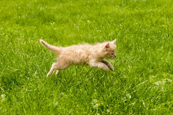 Gatito en la hierba — Foto de Stock