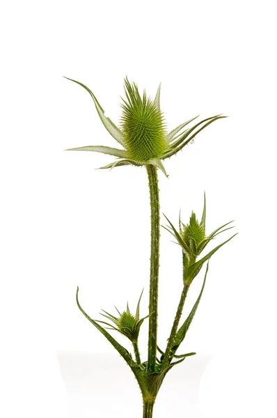 Dipsacus laciniatus — Fotografia de Stock