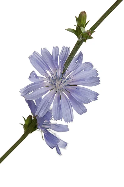 Cichorium intybus — Stock Fotó