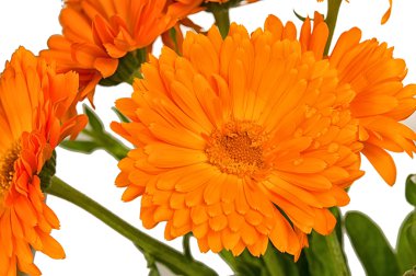 Calendula çiçekler