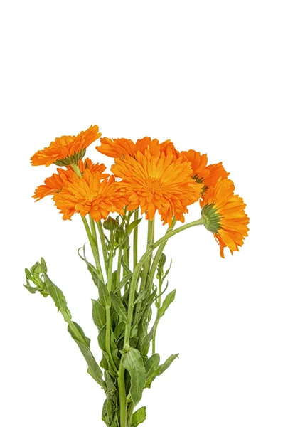 Calendula flowers — Stock Photo, Image