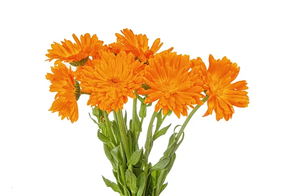 Calendula virág — Stock Fotó