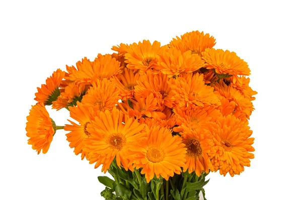 Calendula flowers — Stock Photo, Image