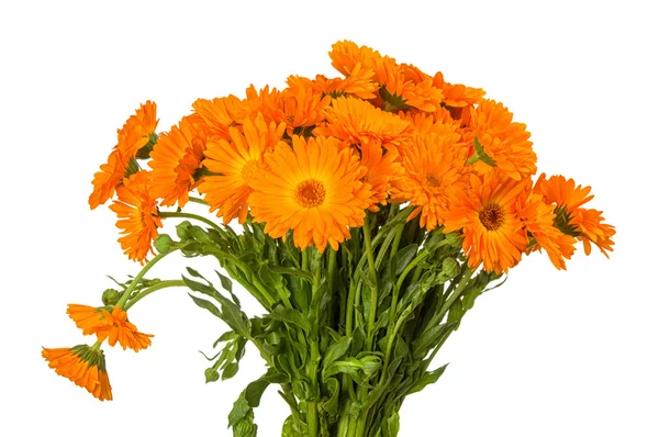 Calendula flowers — Stock Photo, Image