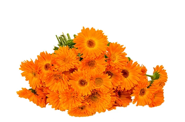 Calendula flowers — Stock Photo, Image