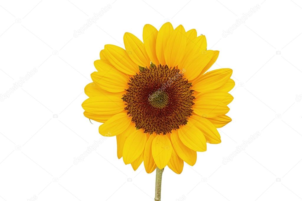 Three sunflower on white background — Stock Photo