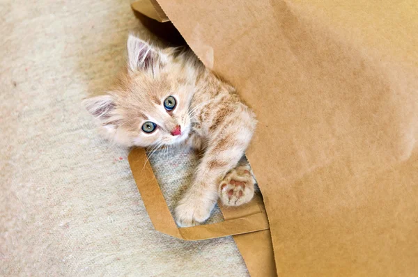 Gato deitado em um saco de papel marrom — Fotografia de Stock