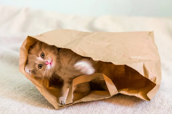  kahverengi bir torbaya yalan kedi 