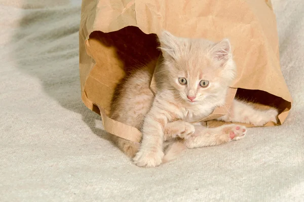 cat lying in a brown paper bag
