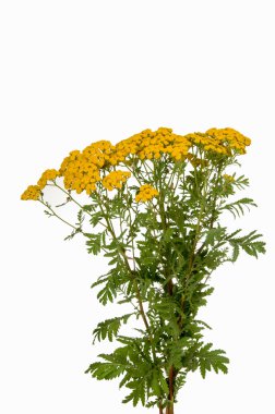 Beyaz izole ot solucan otu. 