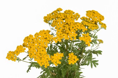 Beyaz izole ot solucan otu. 