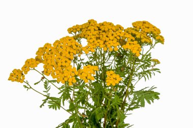 Beyaz izole ot solucan otu. 