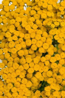 Beyaz izole ot solucan otu. 