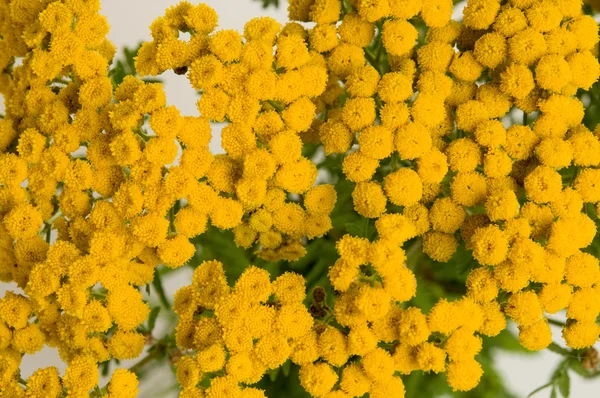 Tansy aux herbes isolé sur blanc . — Photo