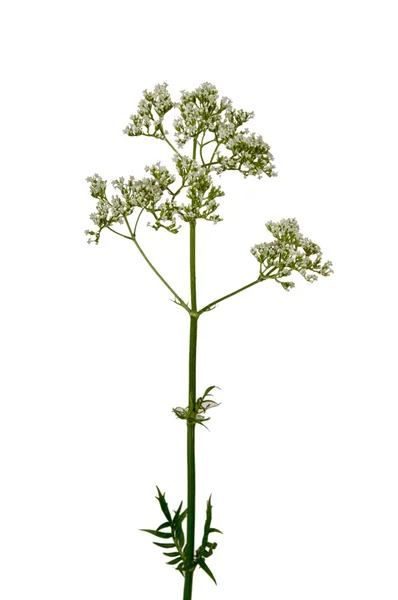 Valerian - Stock-foto