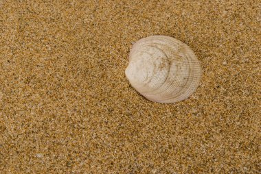 Arka planda kum olan deniz kabukları